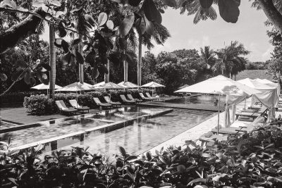 pool with palm trees