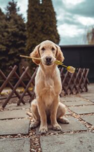 Dog Holding Flower In His Jaw