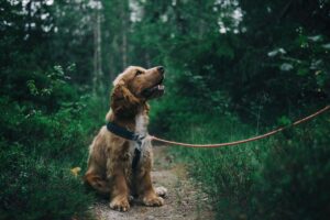 Dog Sitting Down In The Forest