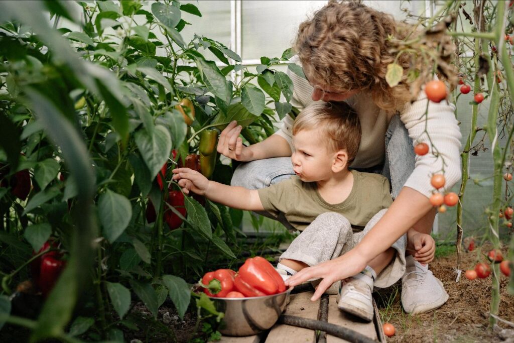 Mom And Child Picking Peppers From Garden
