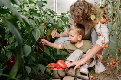 Mom And Child Picking Peppers From Garden