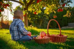 Toddler Next To Basket Full Of Apples