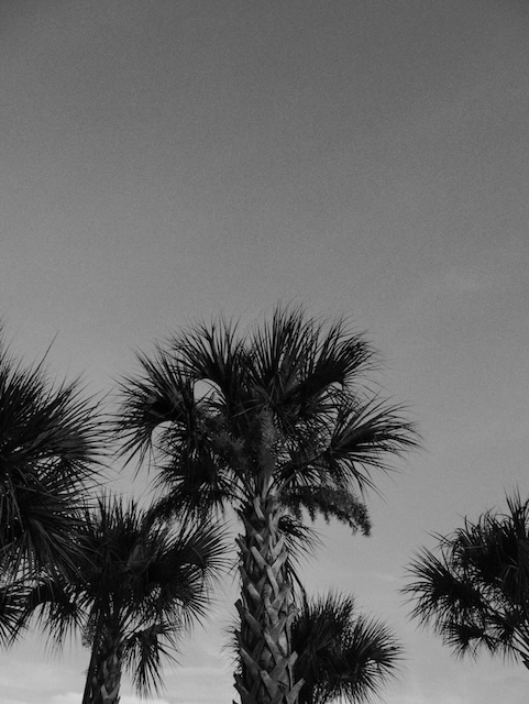 Palm Trees In Miami
