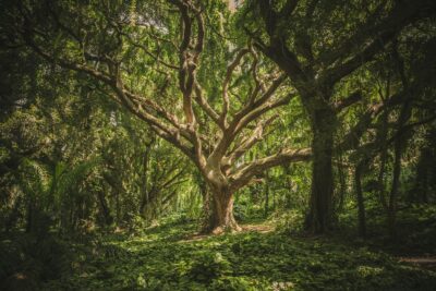 Old Tree With Sprawling Branches In A Forest